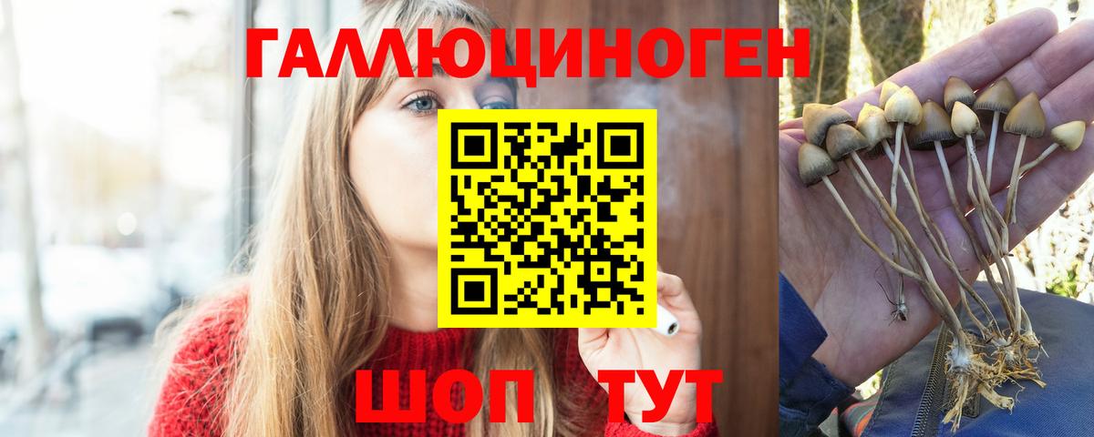 Псилоцибиновые грибы Psilocybe Гуково